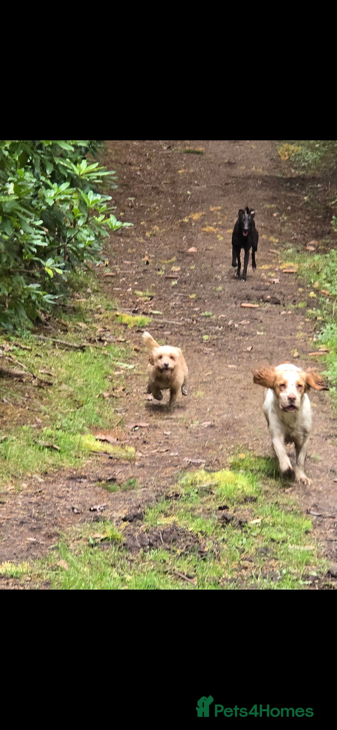 Cavapoo dogs for sale: Cavapoo female - Image 3
