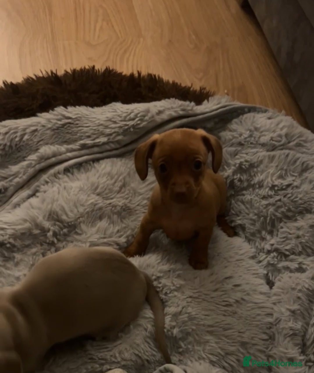 Chiweenie dogs for sale: Chiweenies for sale - Image 6