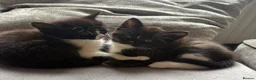 Mixed Breed cats for sale: Maine coon X kittens - Advert 4