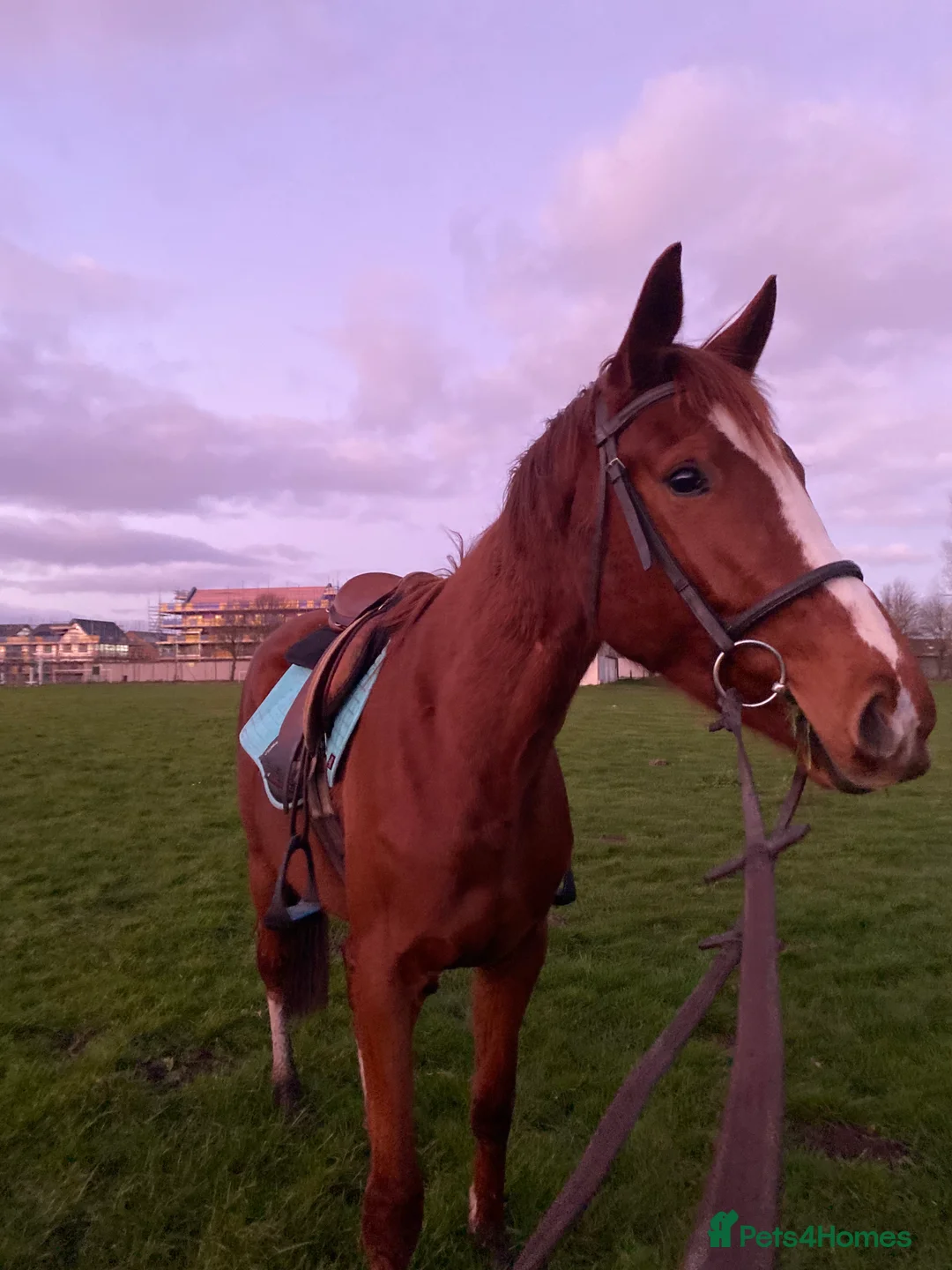 English Thoroughbred horses for sale: Vienna - Advert 1