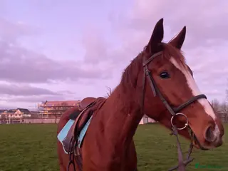 English Thoroughbred horses Vienna - Advert 4