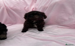 Cavapoo dogs for sale: Ready now Cavapoo puppies for sale  - Image 9
