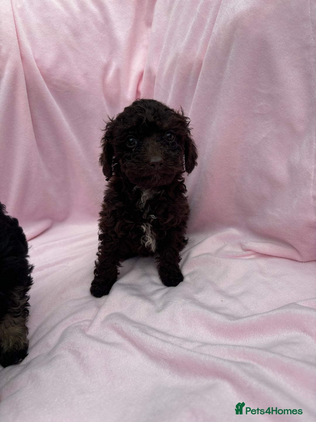 Cavapoo dogs for sale: Ready now Cavapoo puppies for sale  - Image 9