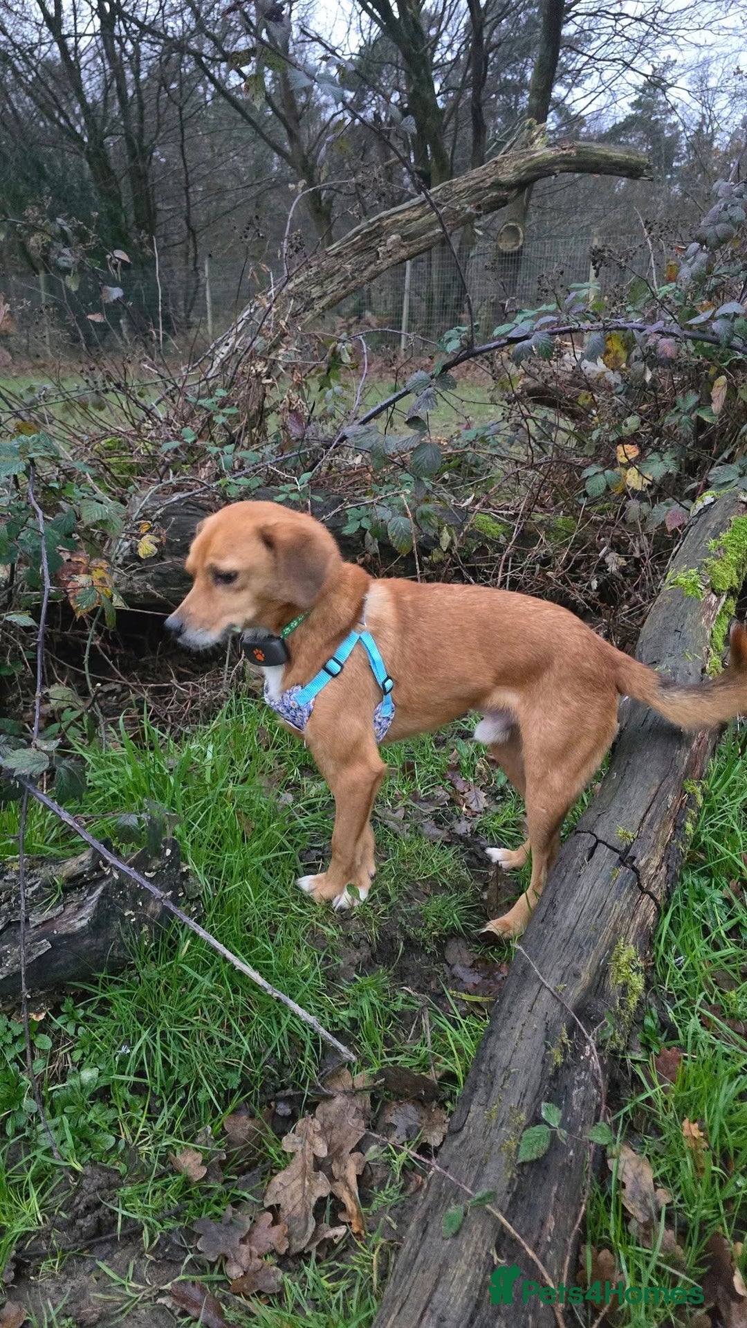 Mixed Breed dogs for adoption: Michael for adoption!  - Advert 3