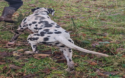Dalmatian dogs for sale: Dalmatian older girl - Image 4