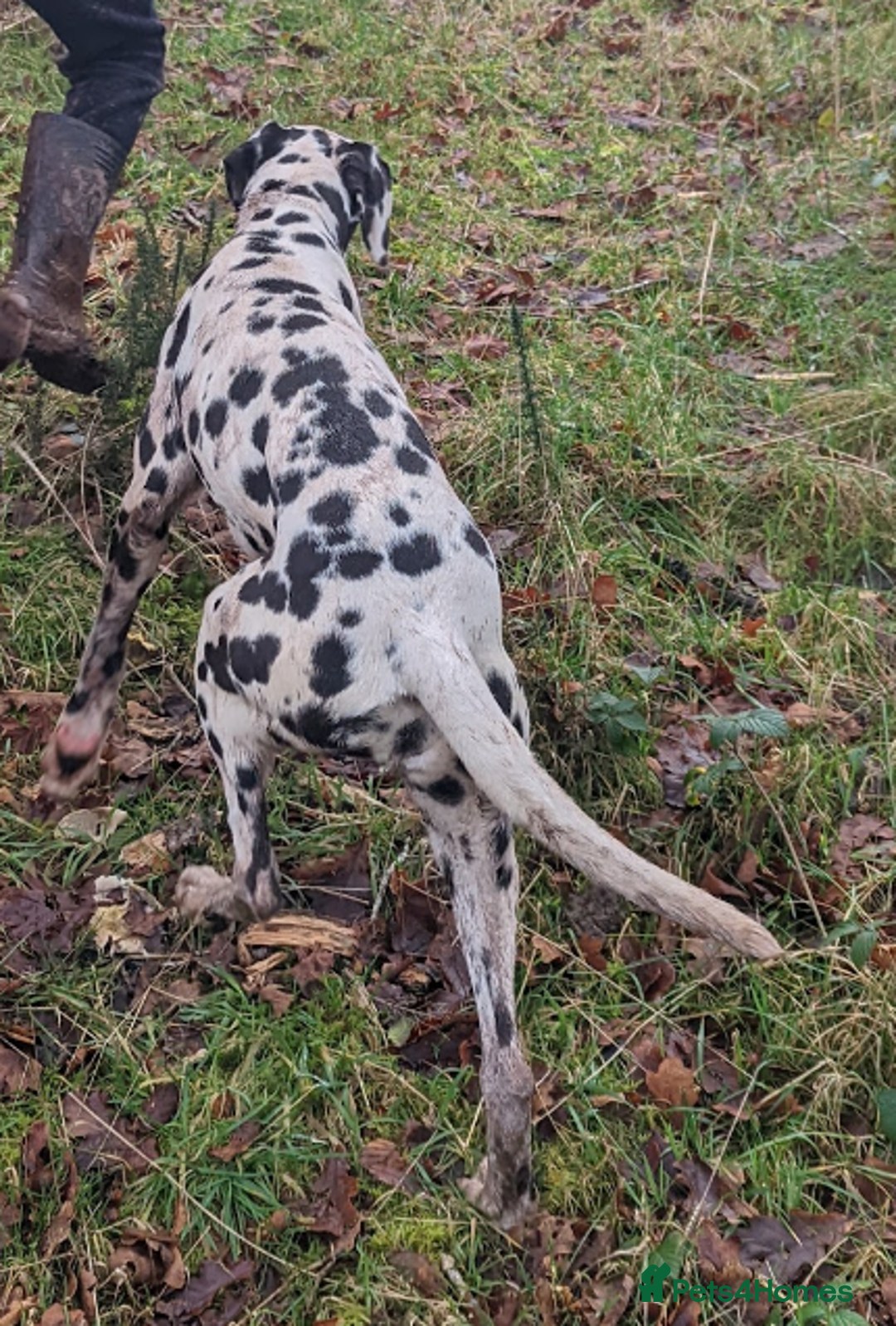 Dalmatian dogs for sale: Dalmatian older girl - Image 4