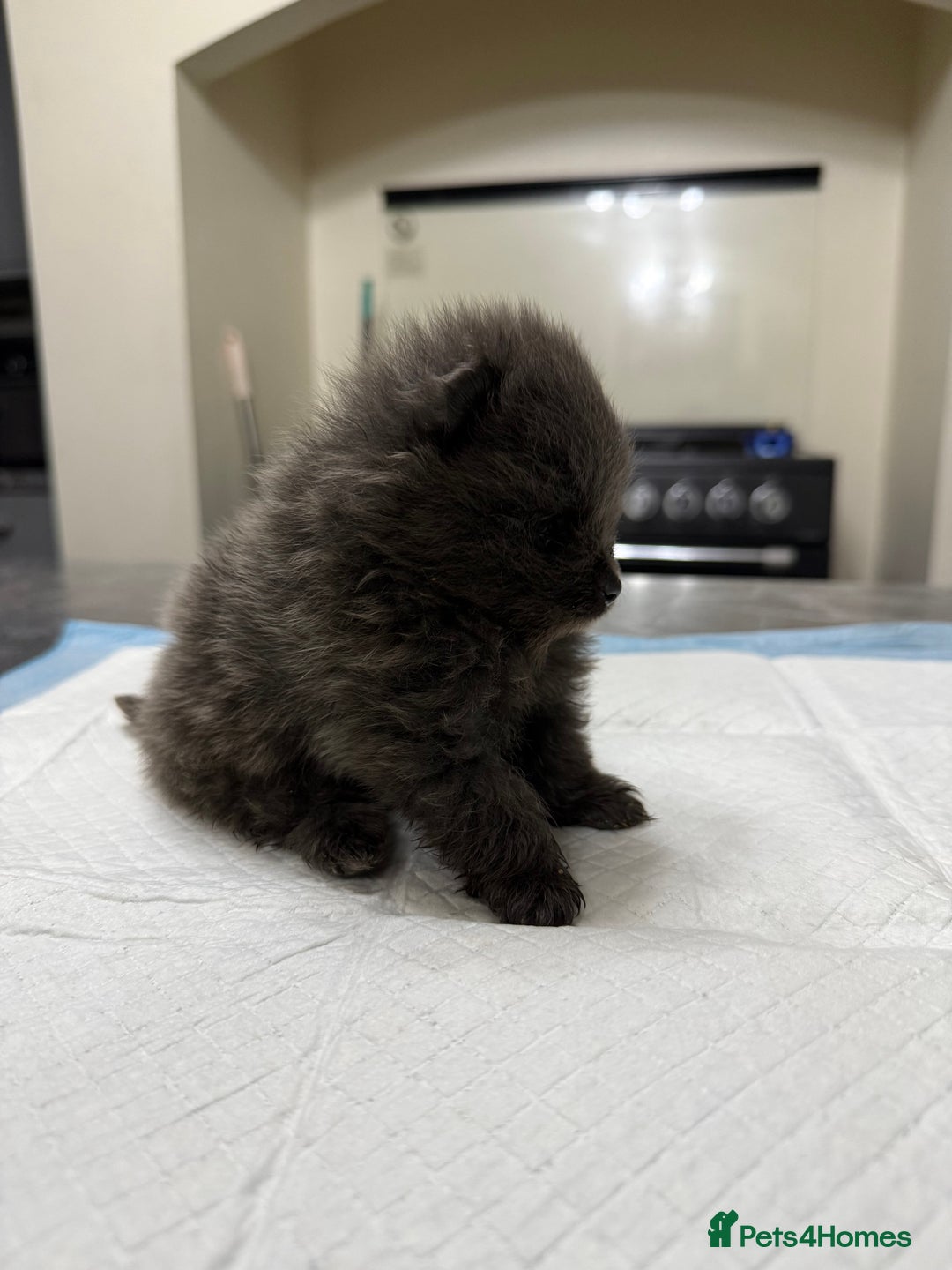 Pomeranian dogs for sale: Pomeranian boy for sale - Advert 5