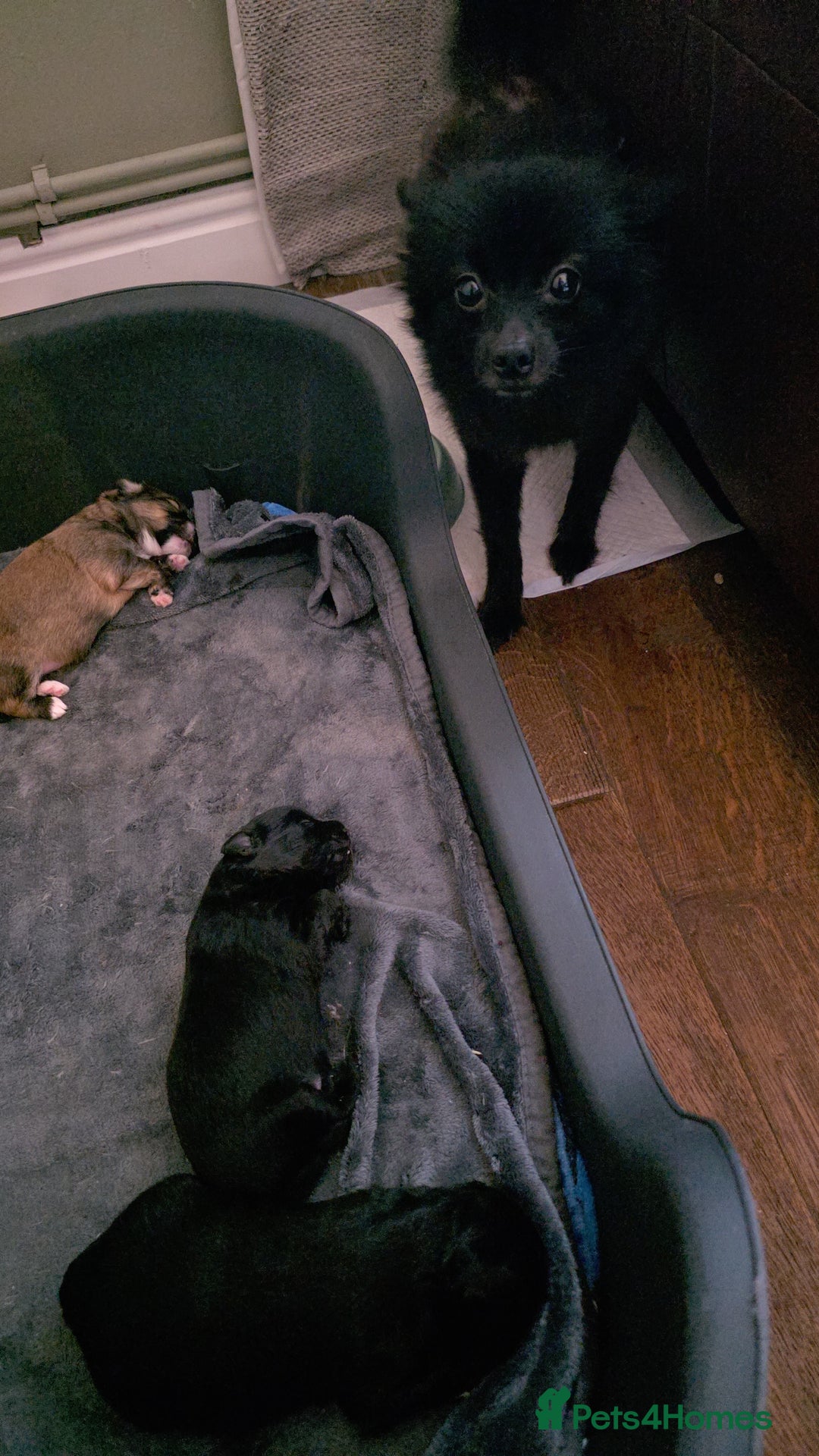 Mixed Breed dogs for sale: LaPom pups for sale Belfast - Advert 2