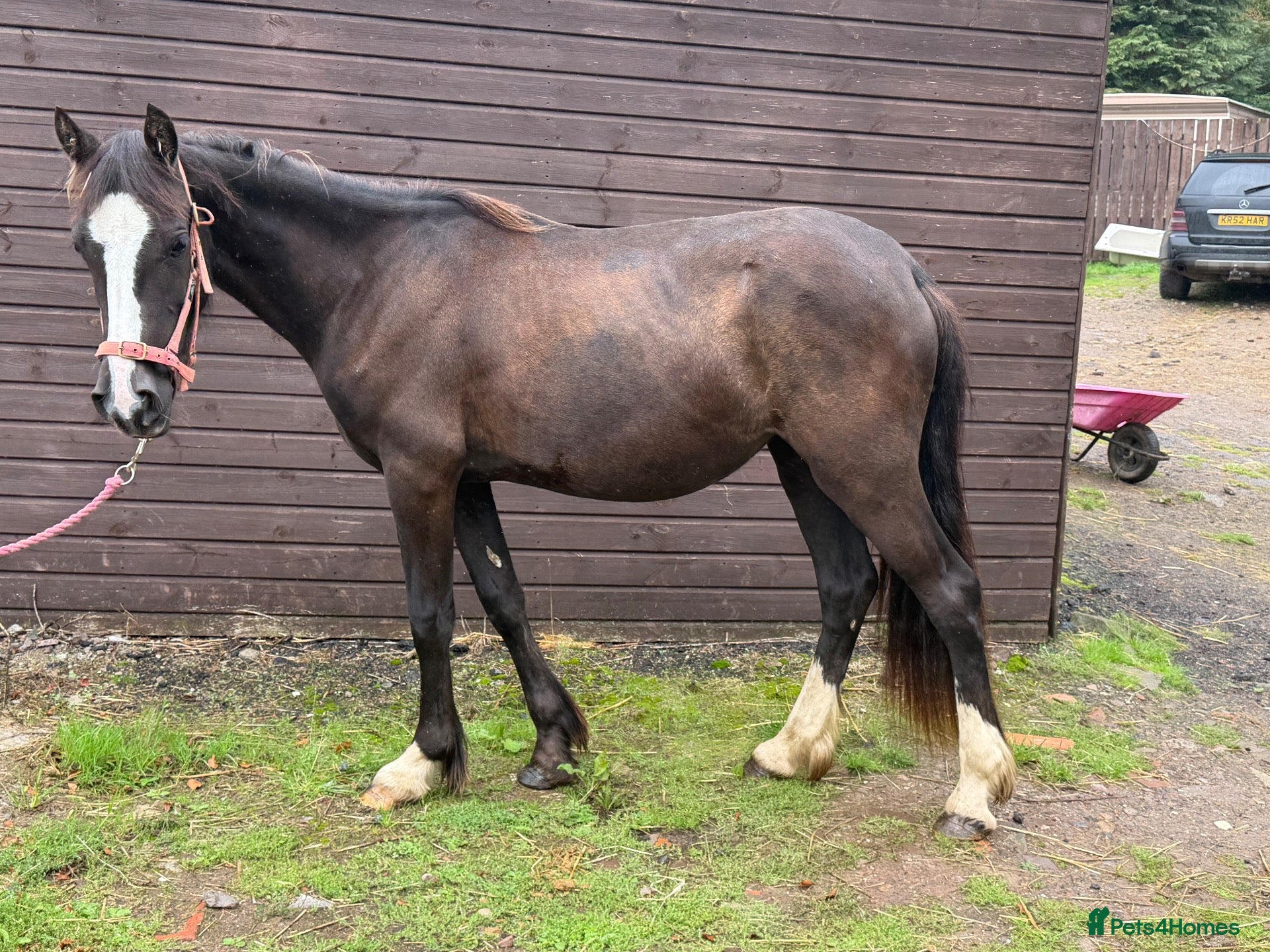 Welsh Section D horses Grace - Beautiful Welsh D Filly  - Advert 1