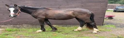 Welsh Section D horses for sale: Grace - Beautiful Welsh D Filly  - Advert 1