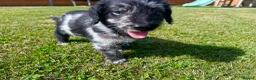 Labradoodle dogs for sale: Beautiful Merle Labradoodle Babies 🐾🐾🐾 - Advert 15