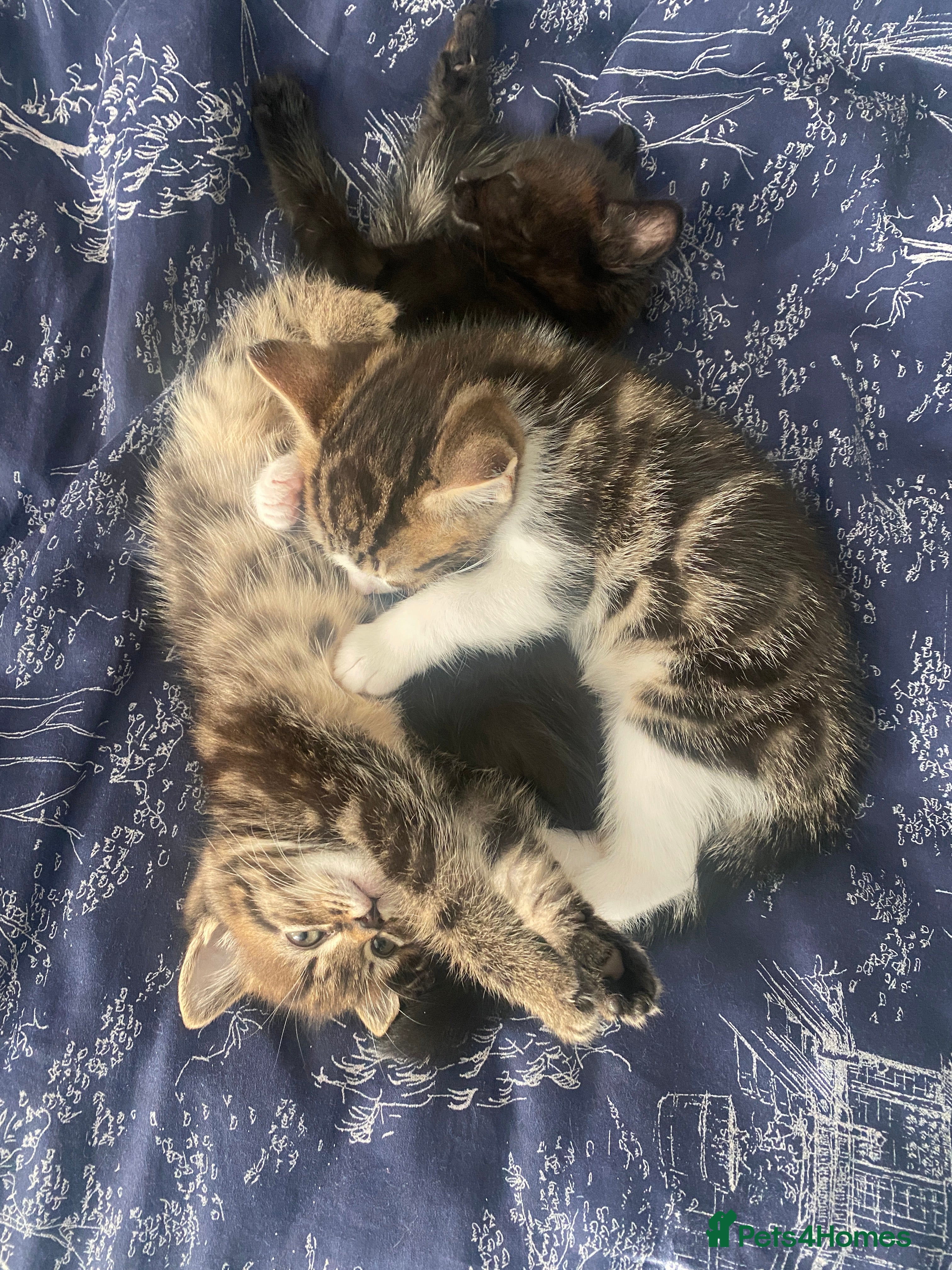 Mixed Breed cats 3 kittens available Portsmouth - Advert 1