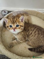 British Shorthair cats British Shorthair kittens!!! - Advert 2