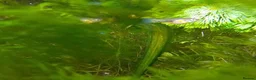 Platies fish for sale: Platy fry in Rickmansworth - Advert 1
