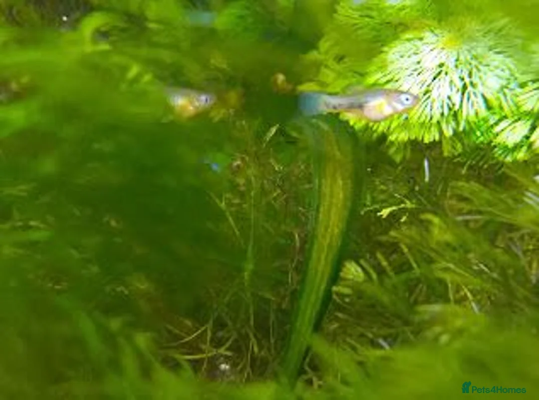 Platies fish for sale: Platy fry in Rickmansworth - Advert 1