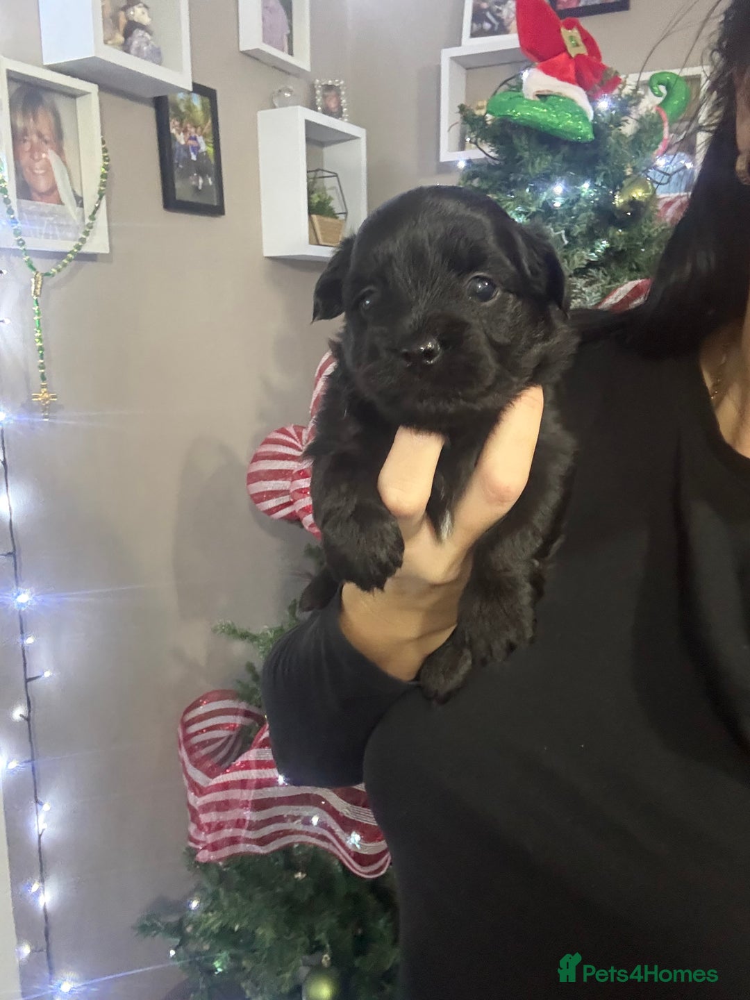 Yorkshire Terrier dogs for sale: Yorkshire terrier, terrier cross puppies - Advert 26