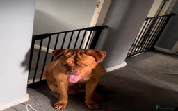 Dogue De Bordeaux dogs for sale: 3 year old male Dogue De Bordeaux  - Image 5