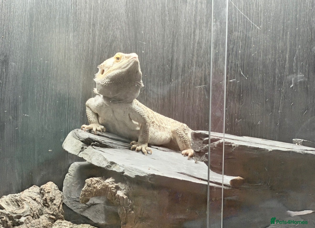 Bearded Dragon reptiles Bearded dragon with vivarium and full setup  - Advert 1