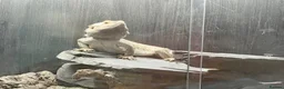 Bearded Dragon reptiles for sale: Bearded dragon with vivarium and full setup  in Manchester - Advert 1
