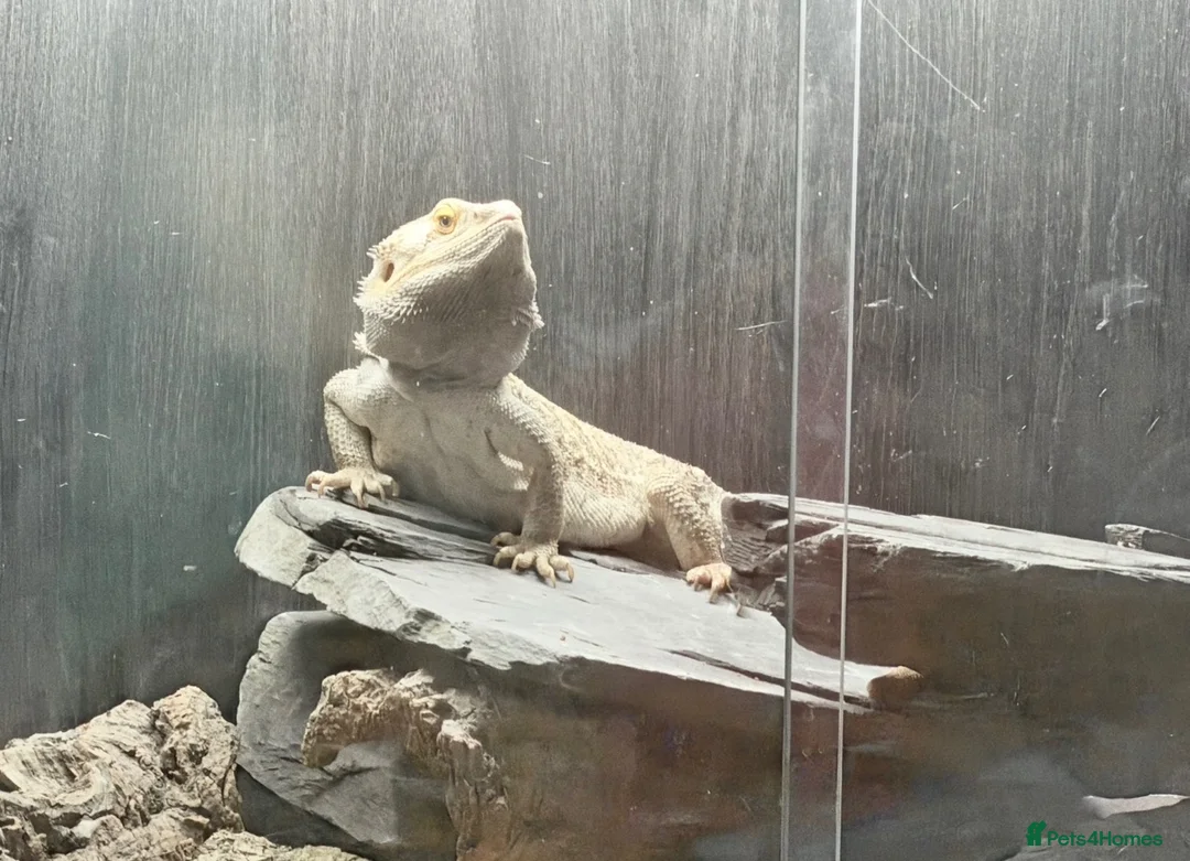 Bearded Dragon reptiles for sale: Bearded dragon with vivarium and full setup  in Manchester - Advert 1