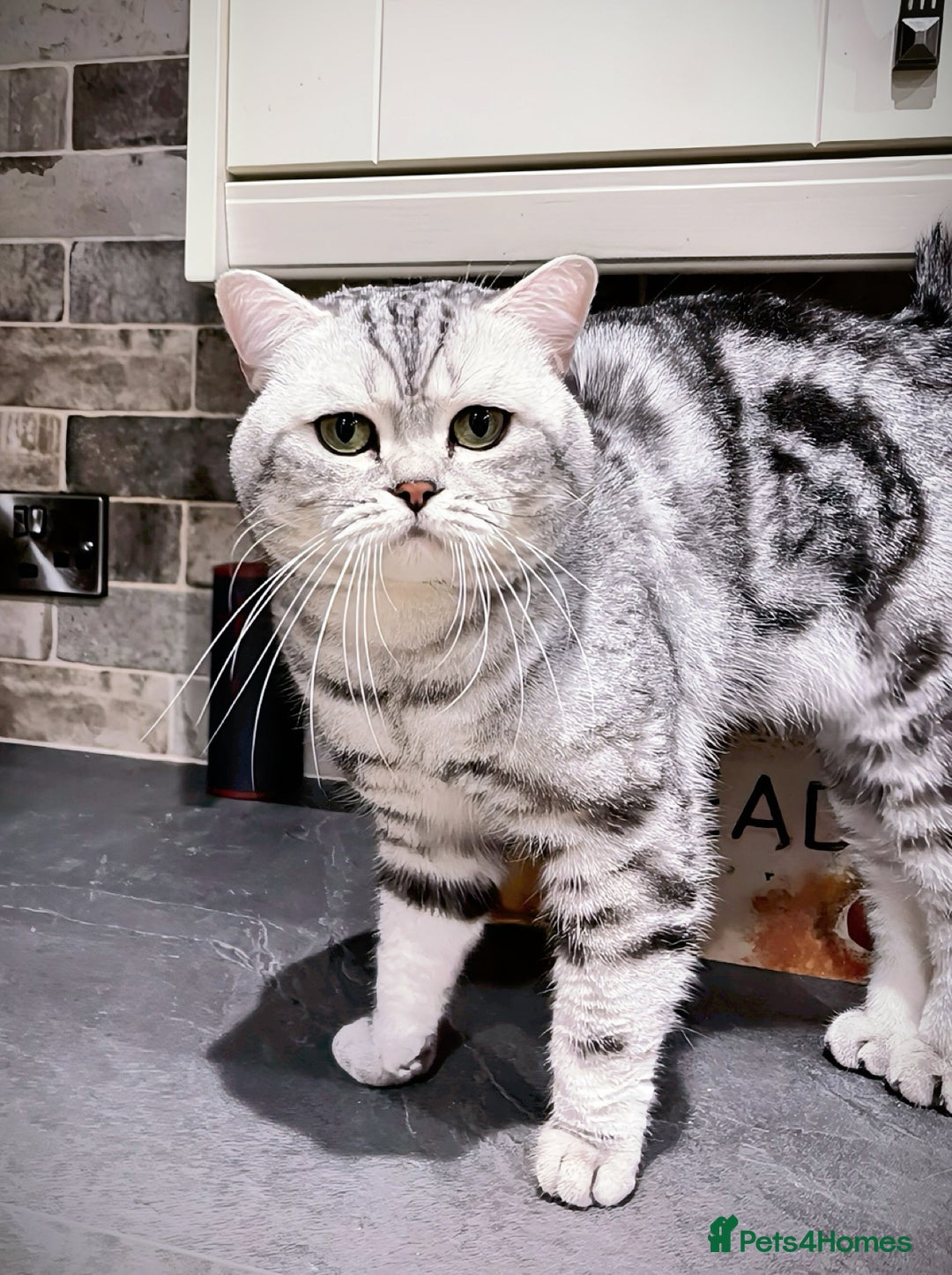 British Shorthair cats for sale: GSSF active BSH silver tabby Stud - Advert 3