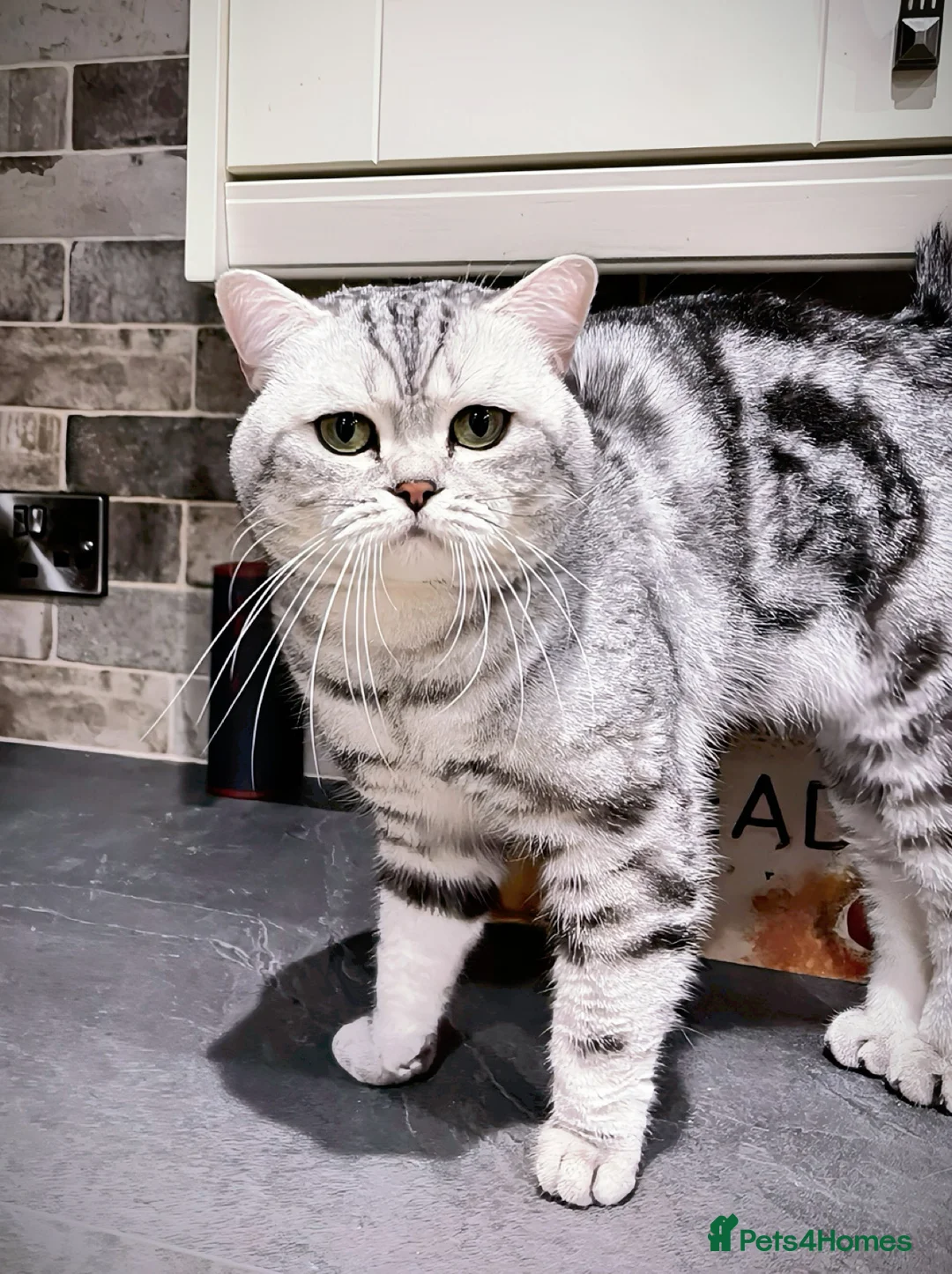 British Shorthair cats for sale: GSSF active BSH silver tabby Stud - Advert 3