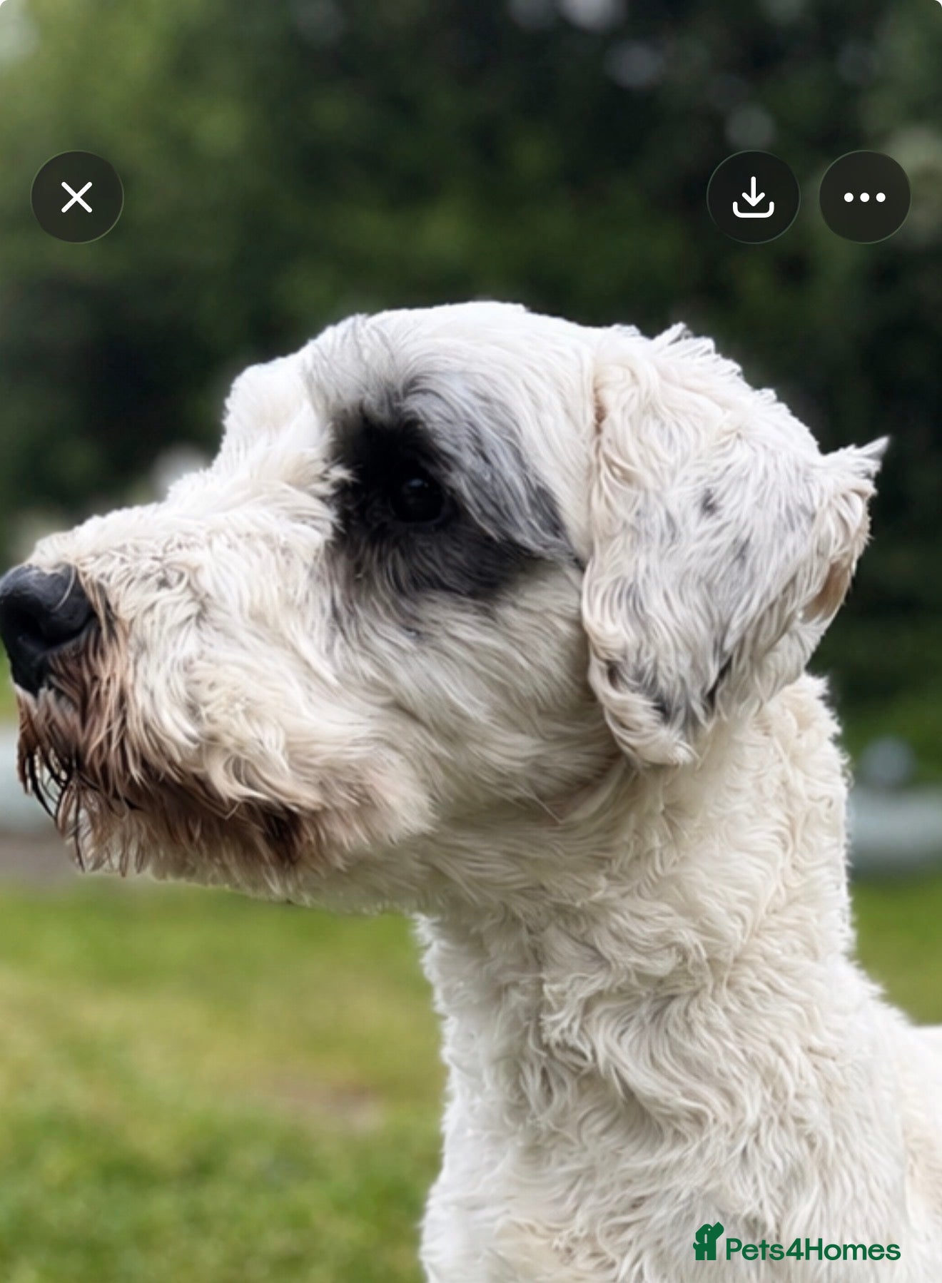 Sealyham Terrier dogs for stud: Kc stud  - Advert 1