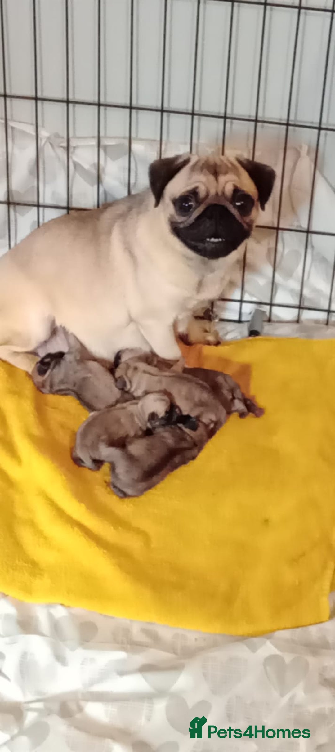 Pug dogs for stud: Casper - Image 16