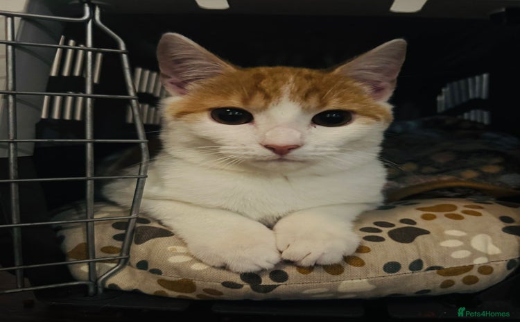 Mixed Breed cats - Advert 13