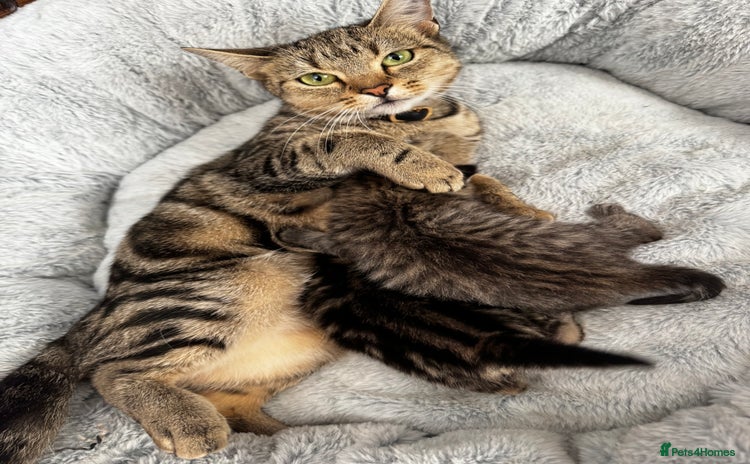 Maine Coon cats - Advert 1