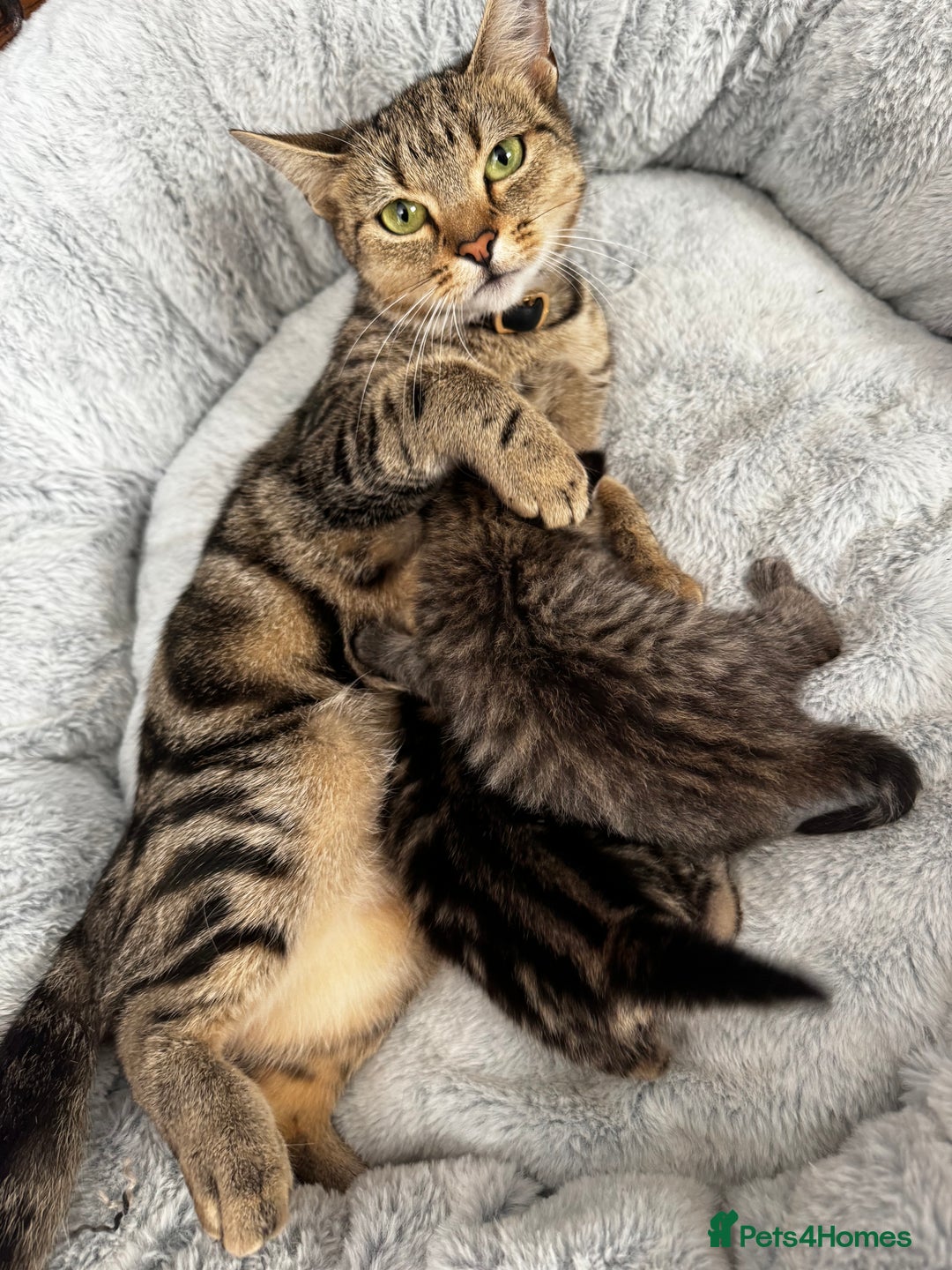 Maine Coon cats for sale: 2 beautiful kittens bengal x main coon - Image 1
