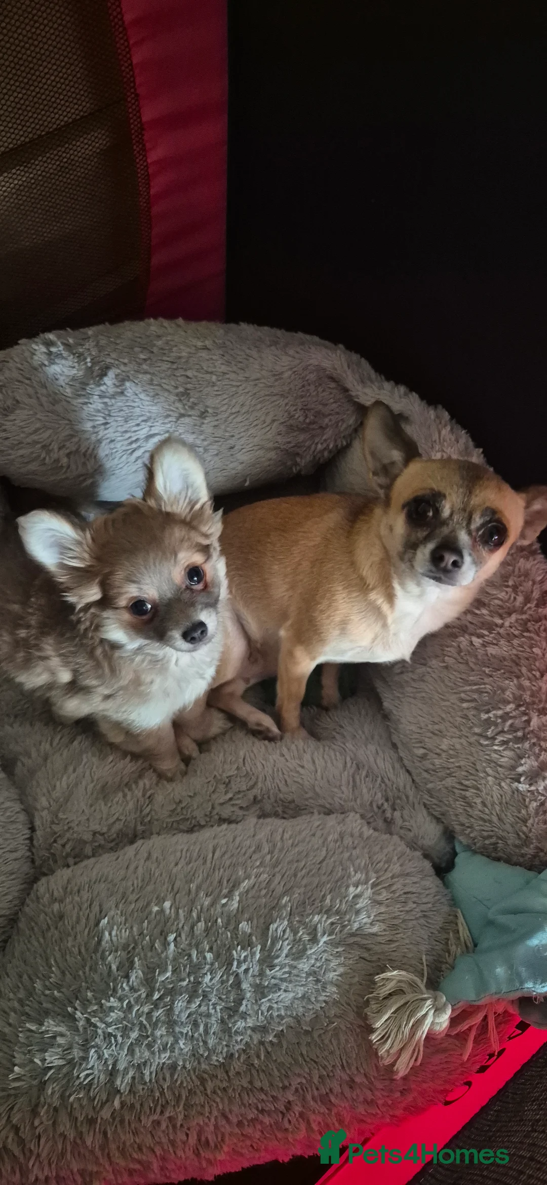 Chihuahua dogs for sale: Gorgeous Pedigree Chi Boy - Advert 3