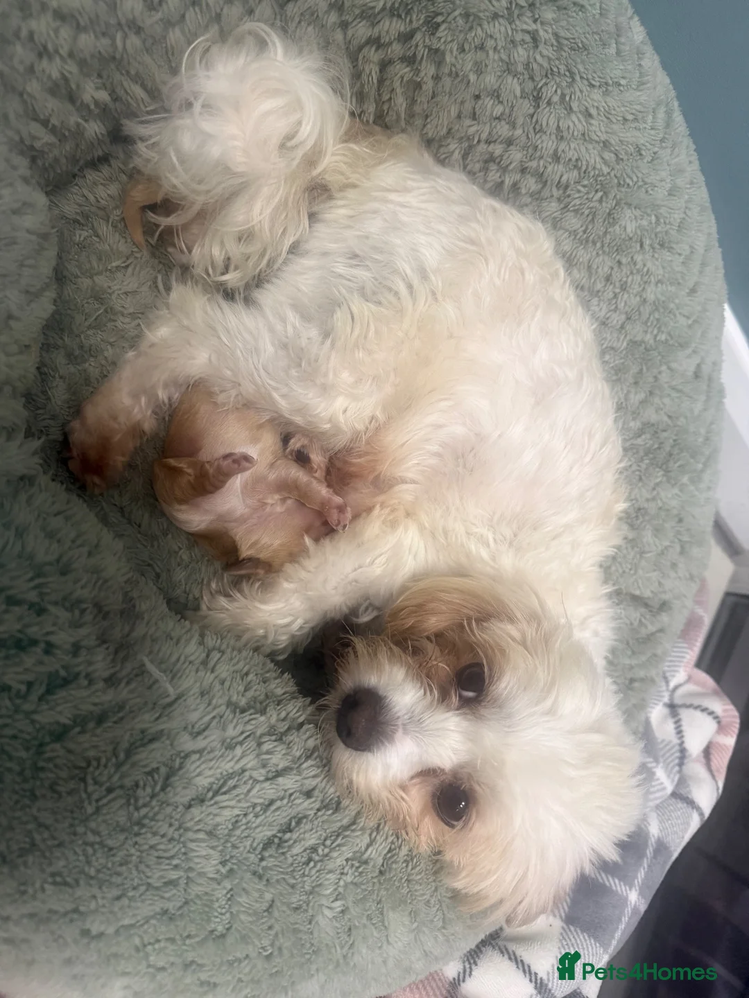 Maltipoo dogs for sale: Top class miniature maltipoo puppies in Clitheroe - Advert 2