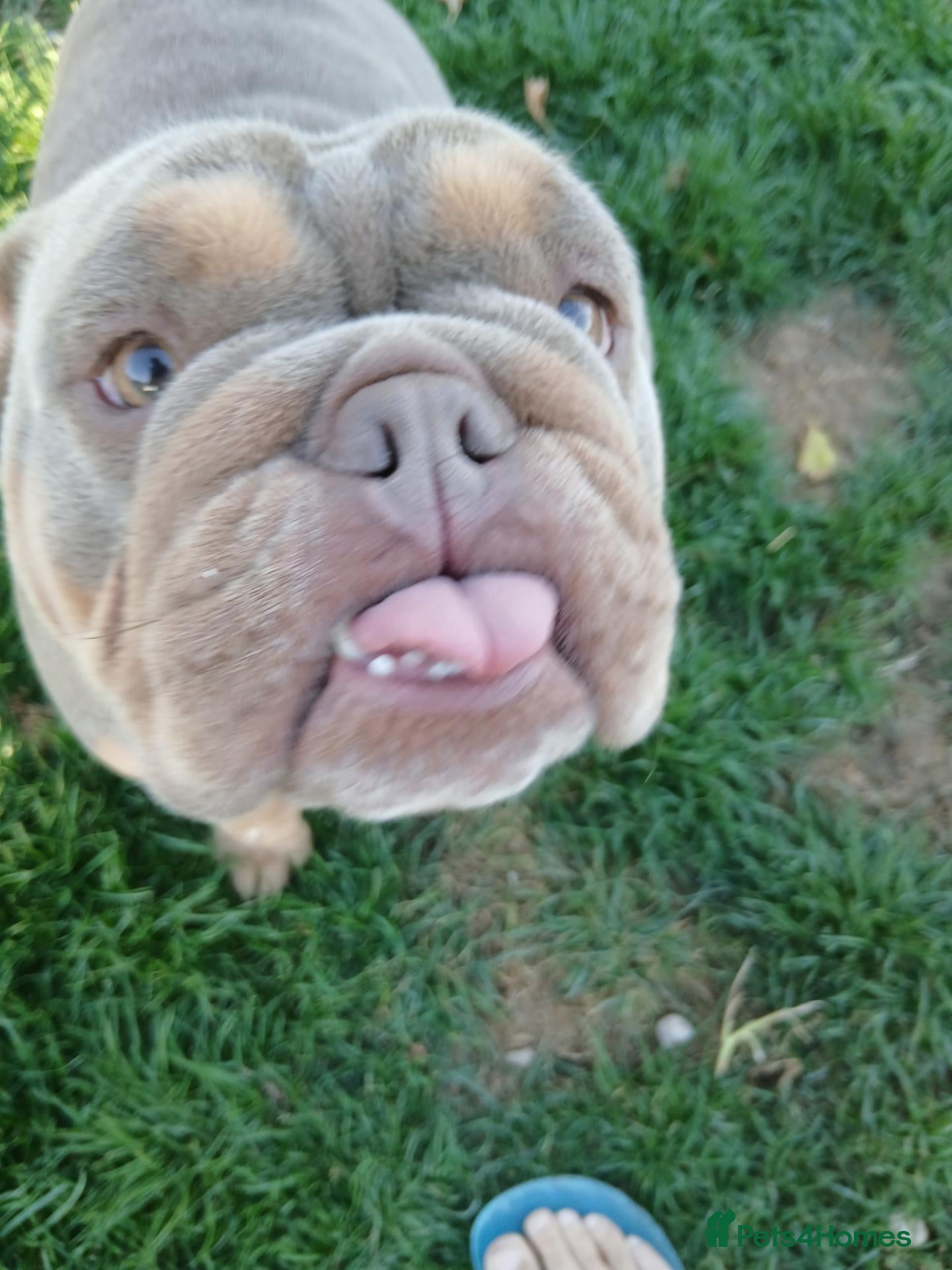 English Bulldog dogs Kc registered english bulldog - Advert 2