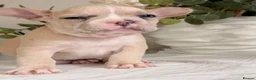 French Bulldog dogs for sale: French bull dog pups in Shotts - Advert 11