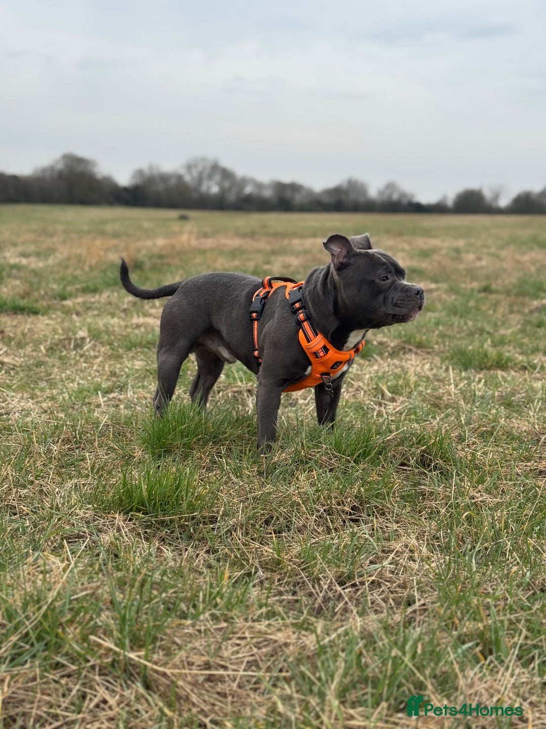Staffordshire Bull Terrier dogs for stud: Blue Staff KC registered  “Koba” stud  in Swadlincote - Advert 2