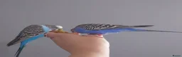 Mixed Breed birds for sale: Hand tame pair of budgies and semi tame Quaker  - Advert 13