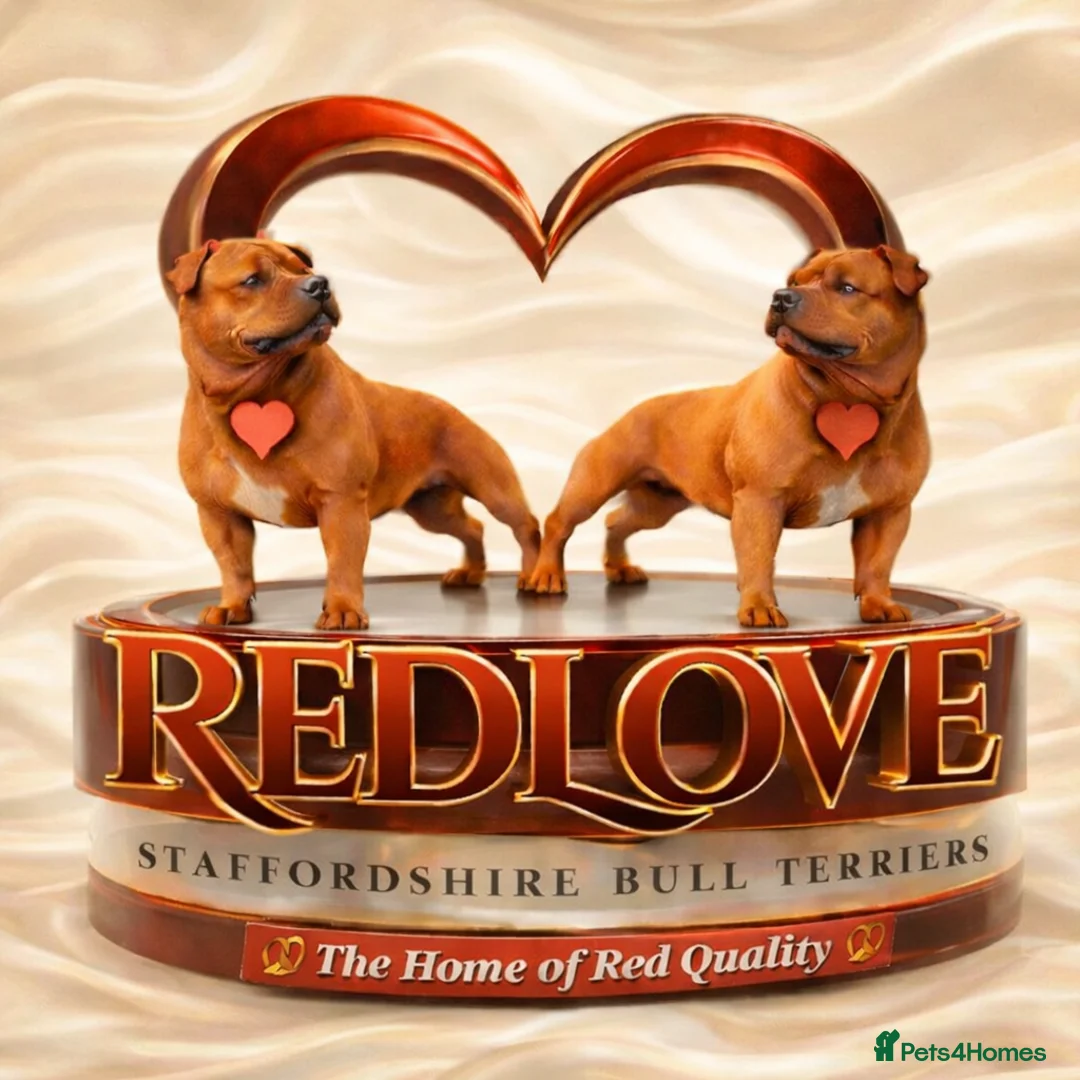 Staffordshire Bull Terrier dogs for sale: FUTURE LITTER ANNOUNCEMENT - Advert 6