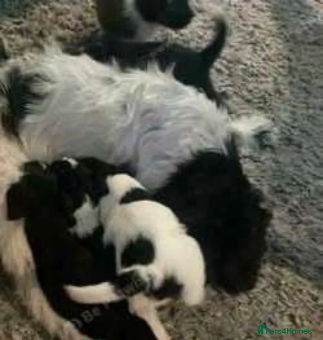 Sprocker dogs for sale: Bonnie  - Advert 4