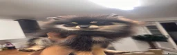 Pomeranian dogs for sale: Girl Pomeranians 🖤🤍 - Advert 6