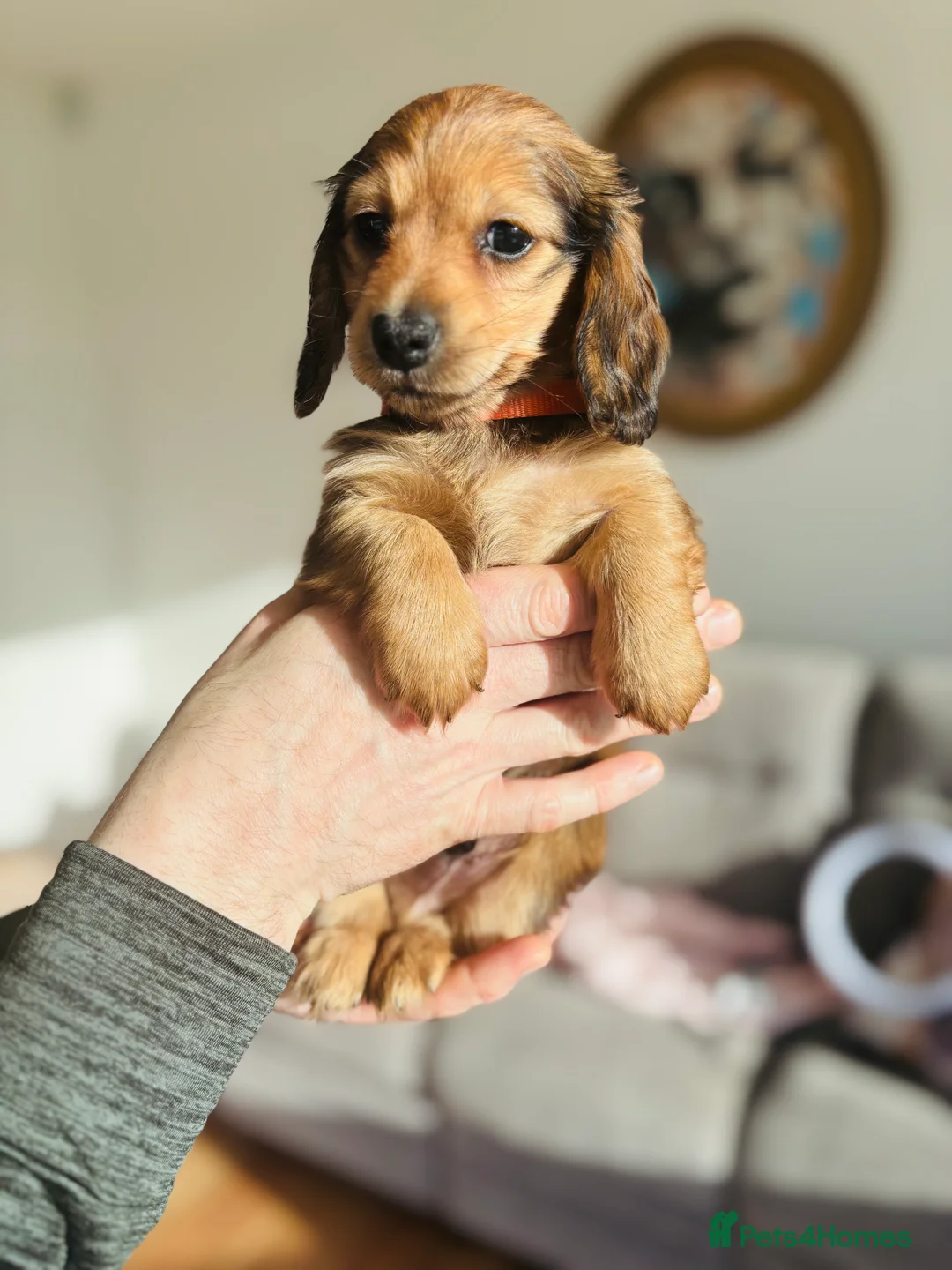 Miniature Dachshund dogs for sale: Dachshund miniature longhaired - Advert 9