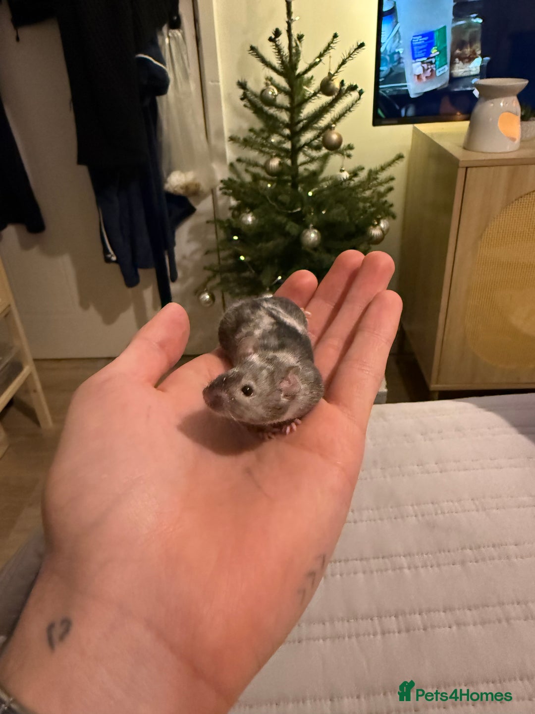 Mouse rodents for sale: Baby mice - more due  - Advert 3