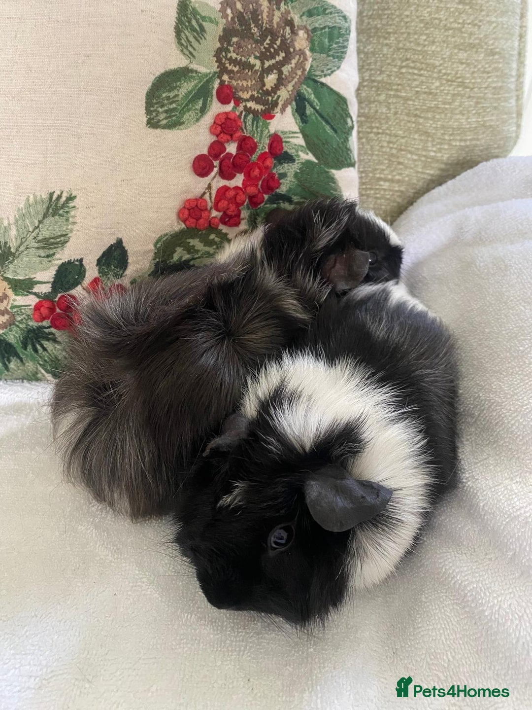 Guinea Pig rodents for sale: RESERVED 2x beautiful baby guinea GIRLS - Advert 6
