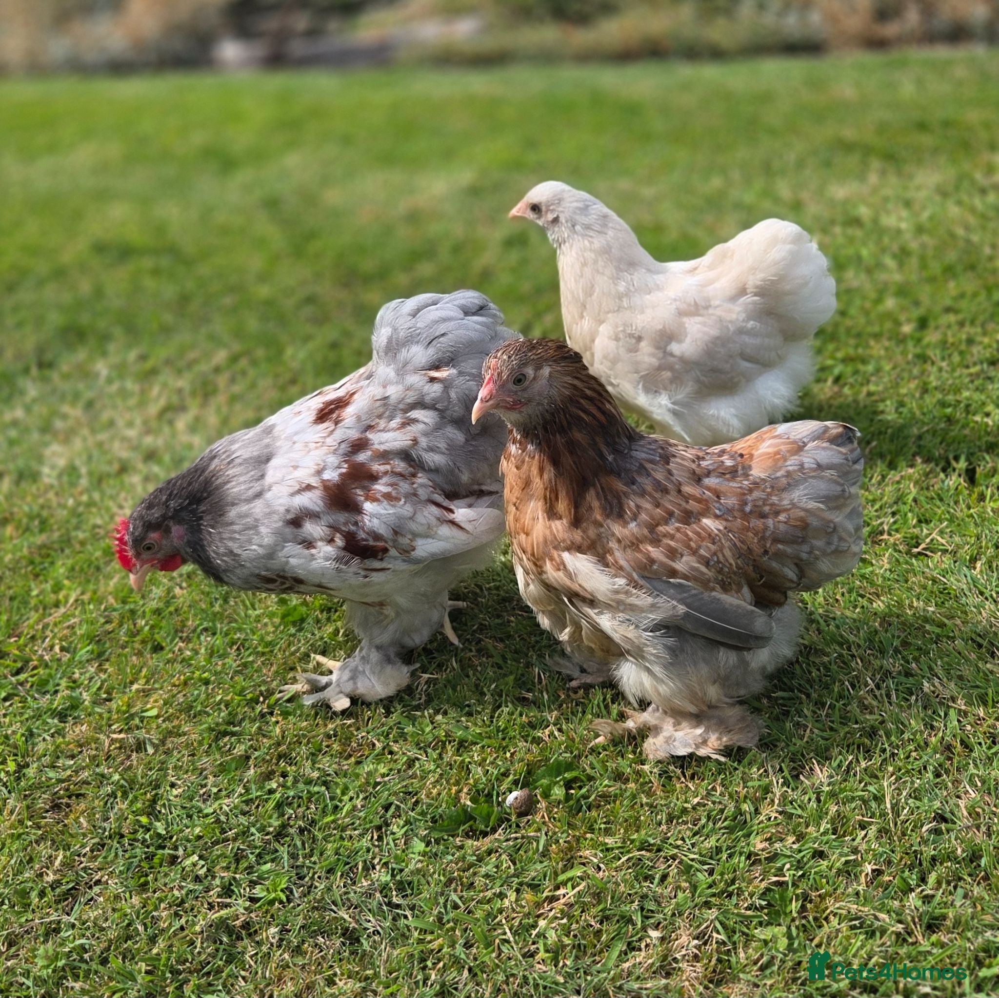Chickens poultry Trio of pekin bantams - Advert 20