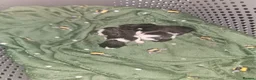 Mixed Breed cats for sale: 3 beautiful kittens  - Advert 11