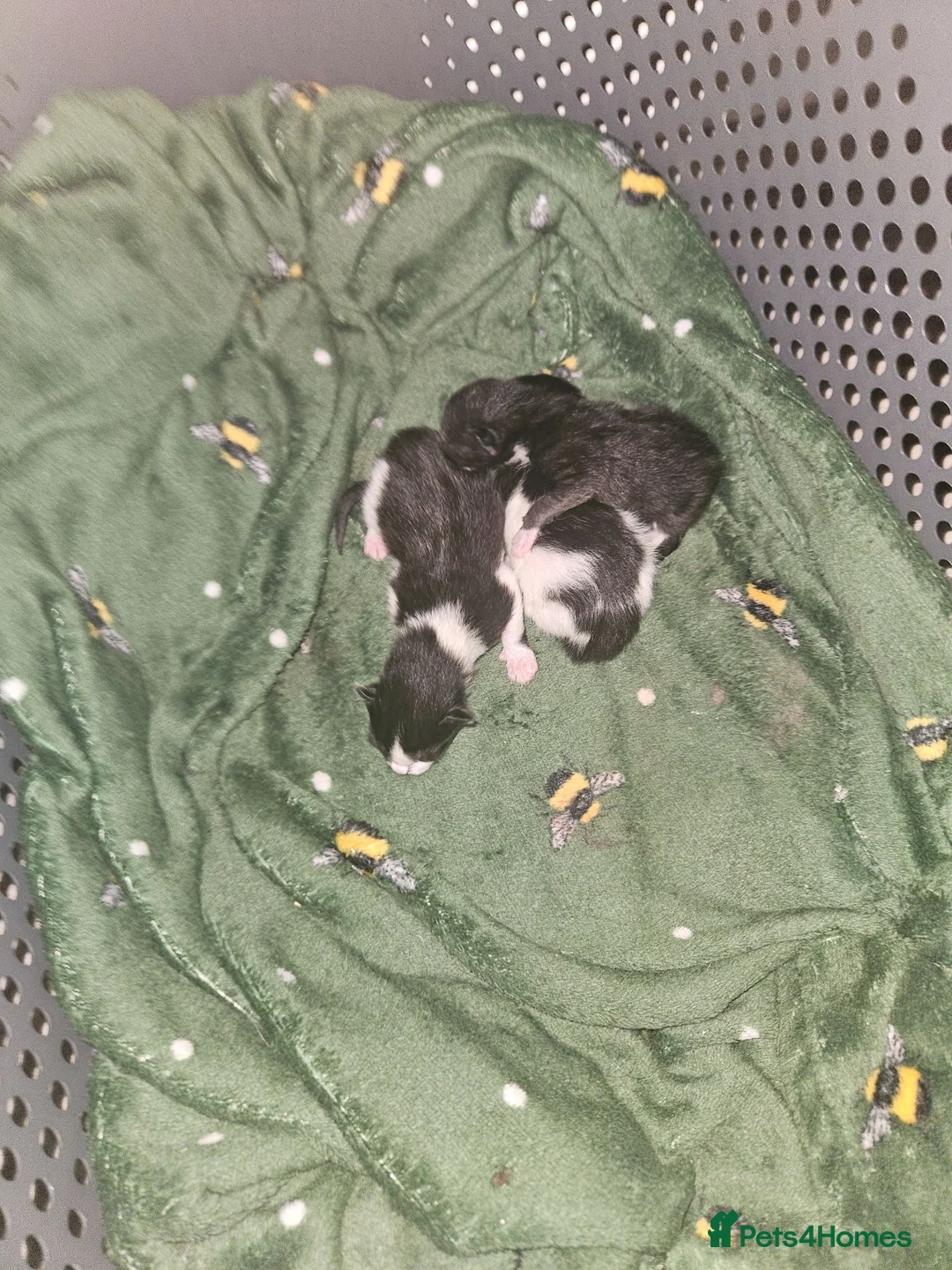 Mixed Breed cats for sale: 3 beautiful kittens  - Advert 11