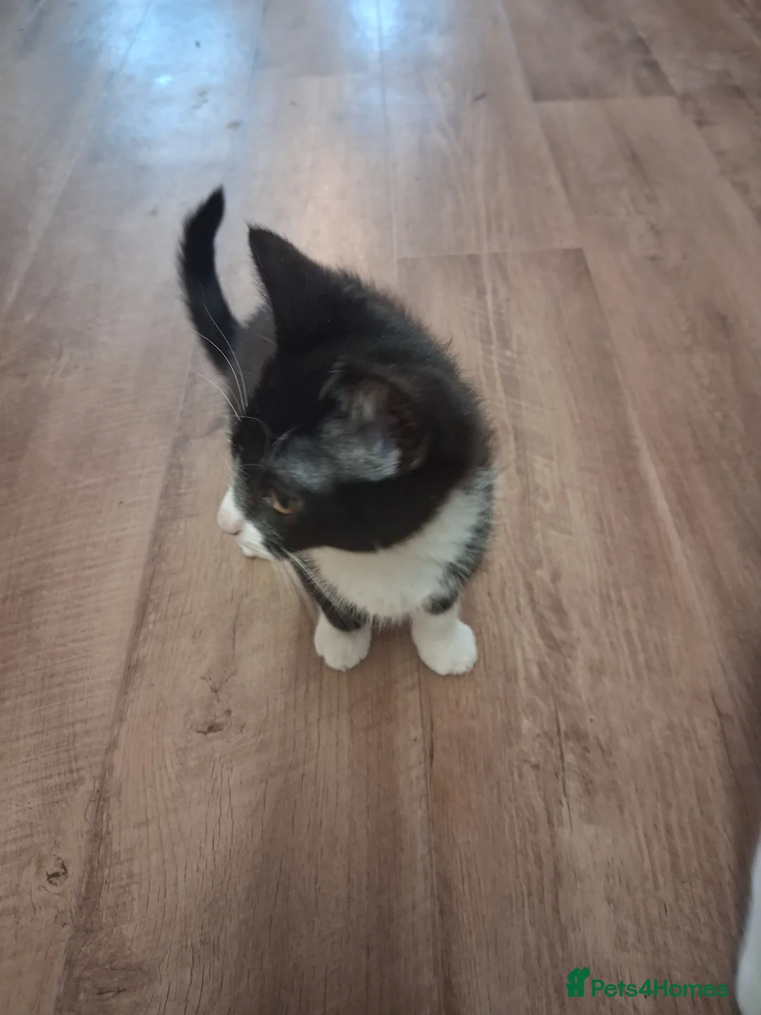 British Shorthair cats for sale: 2 x Cats For Rehoming, 1 x Boy 1 x Gurl in Colchester - Advert 3