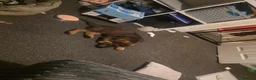 Mixed Breed dogs for sale: German shepherd cross rottweiler  in Halifax - Advert 5