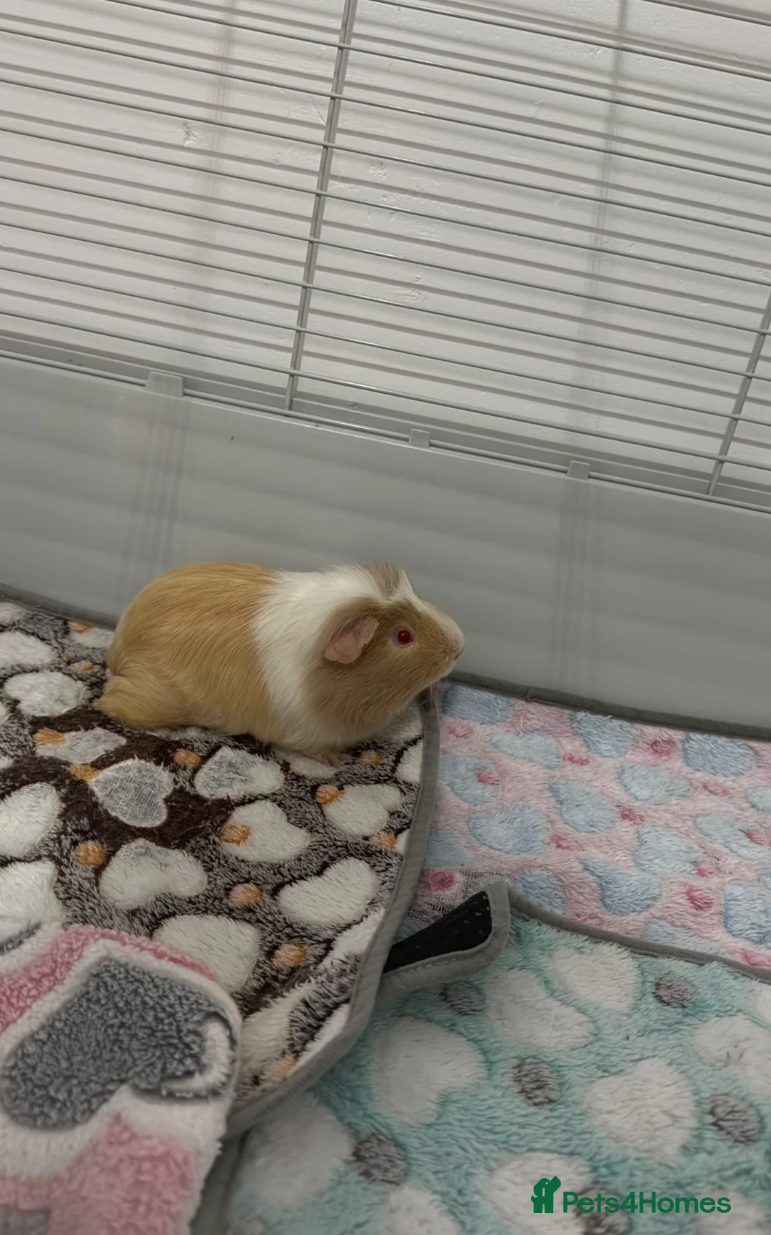Guinea Pig rodents for sale: Male guinea pig  - Advert 2