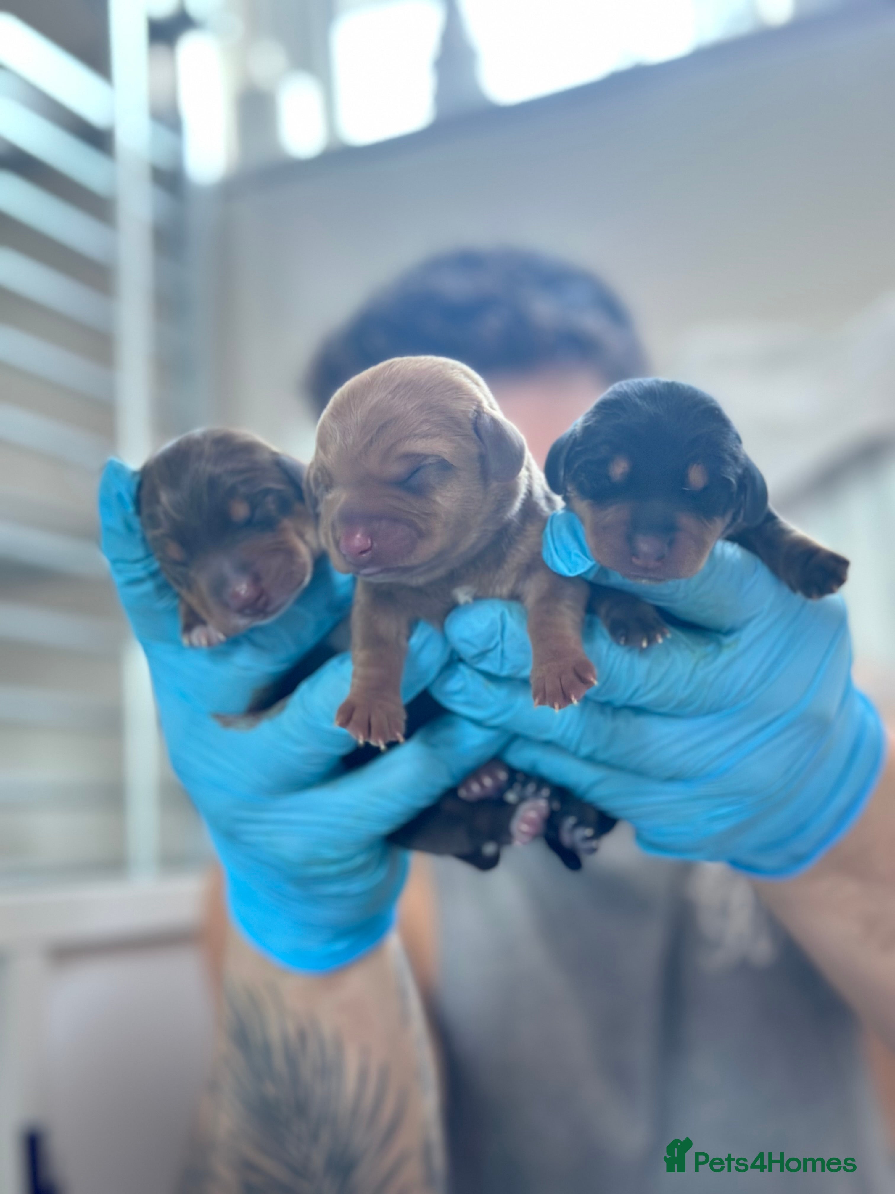 Miniature Dachshund dogs Beautiful Miniature Daschund puppies  - Advert 7